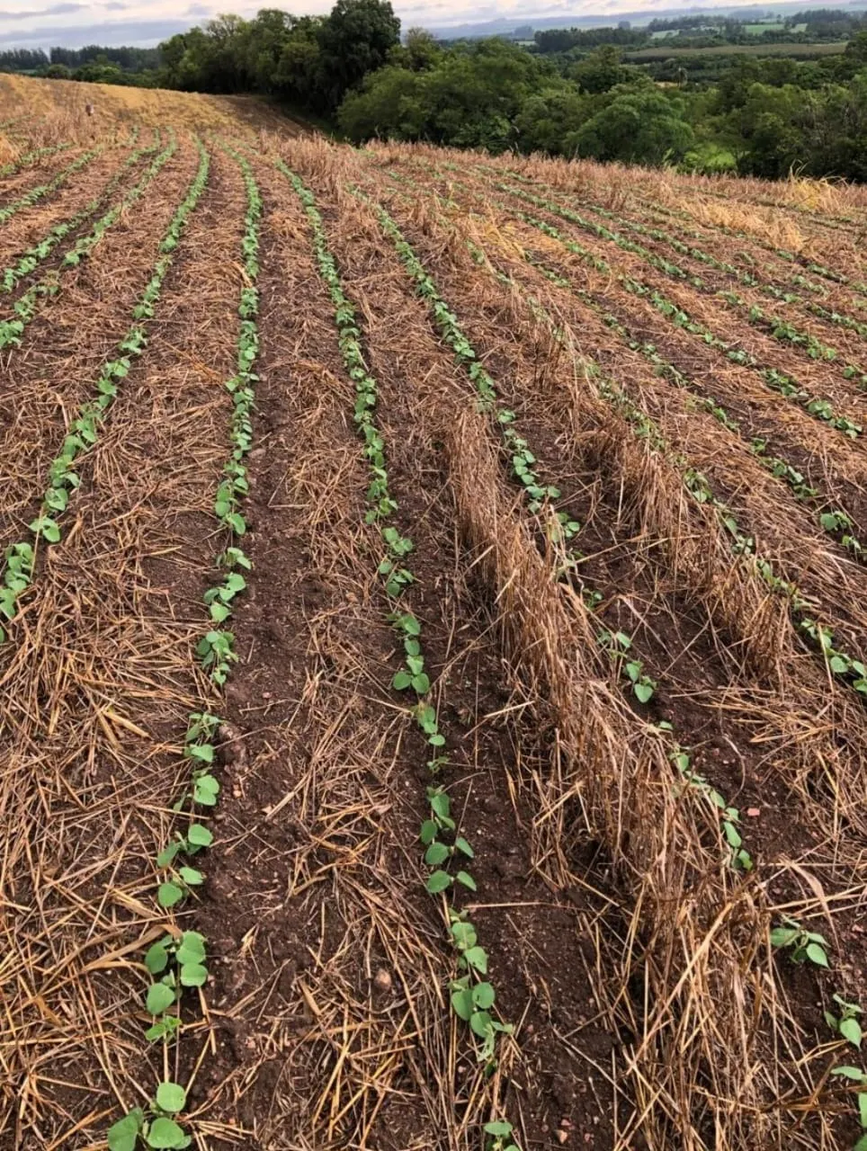 Fazenda à venda de 99 ha em Itapetininga, SP, Brasil