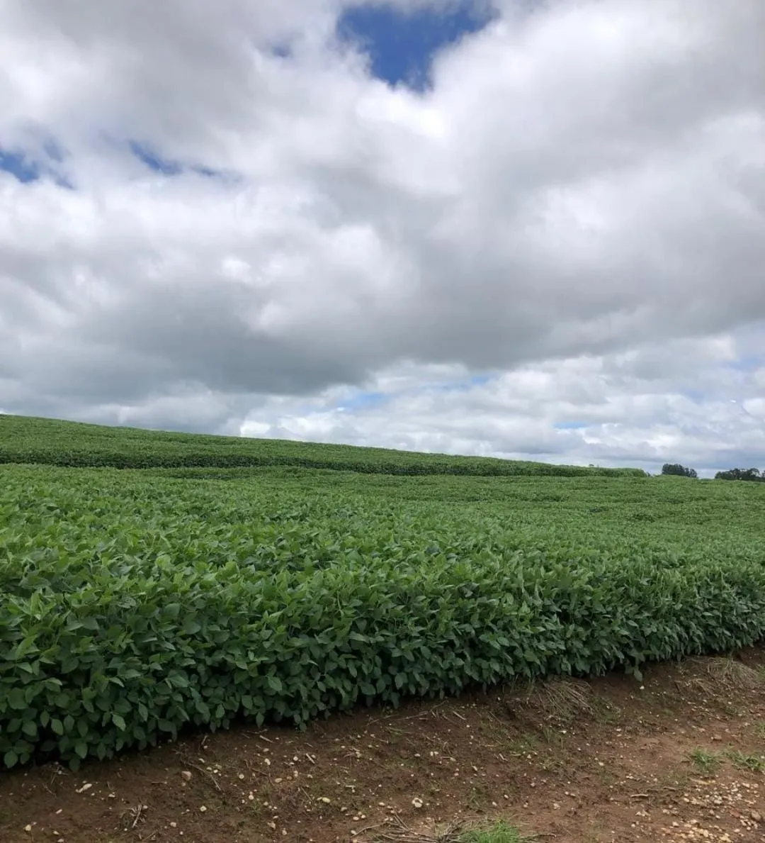 Fazenda à venda de 99 ha em Itapetininga, SP, Brasil
