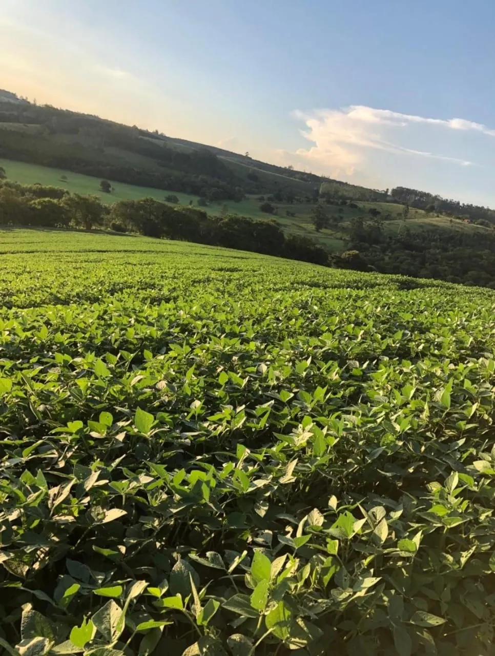 Fazenda à venda de 99 ha em Itapetininga, SP, Brasil