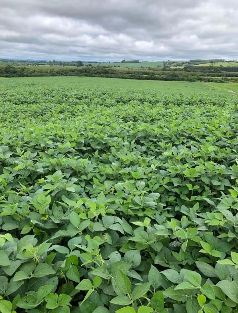 Fazenda à venda de 99 ha em Itapetininga, SP, Brasil
