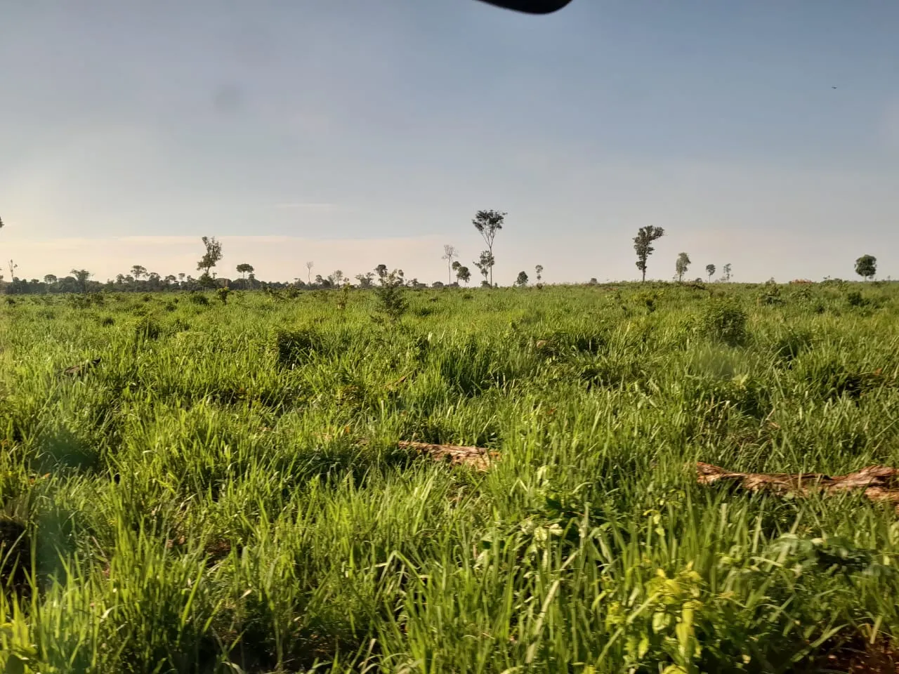 Fazenda à venda de 456 ha em Alta Floresta, MT, Brasil