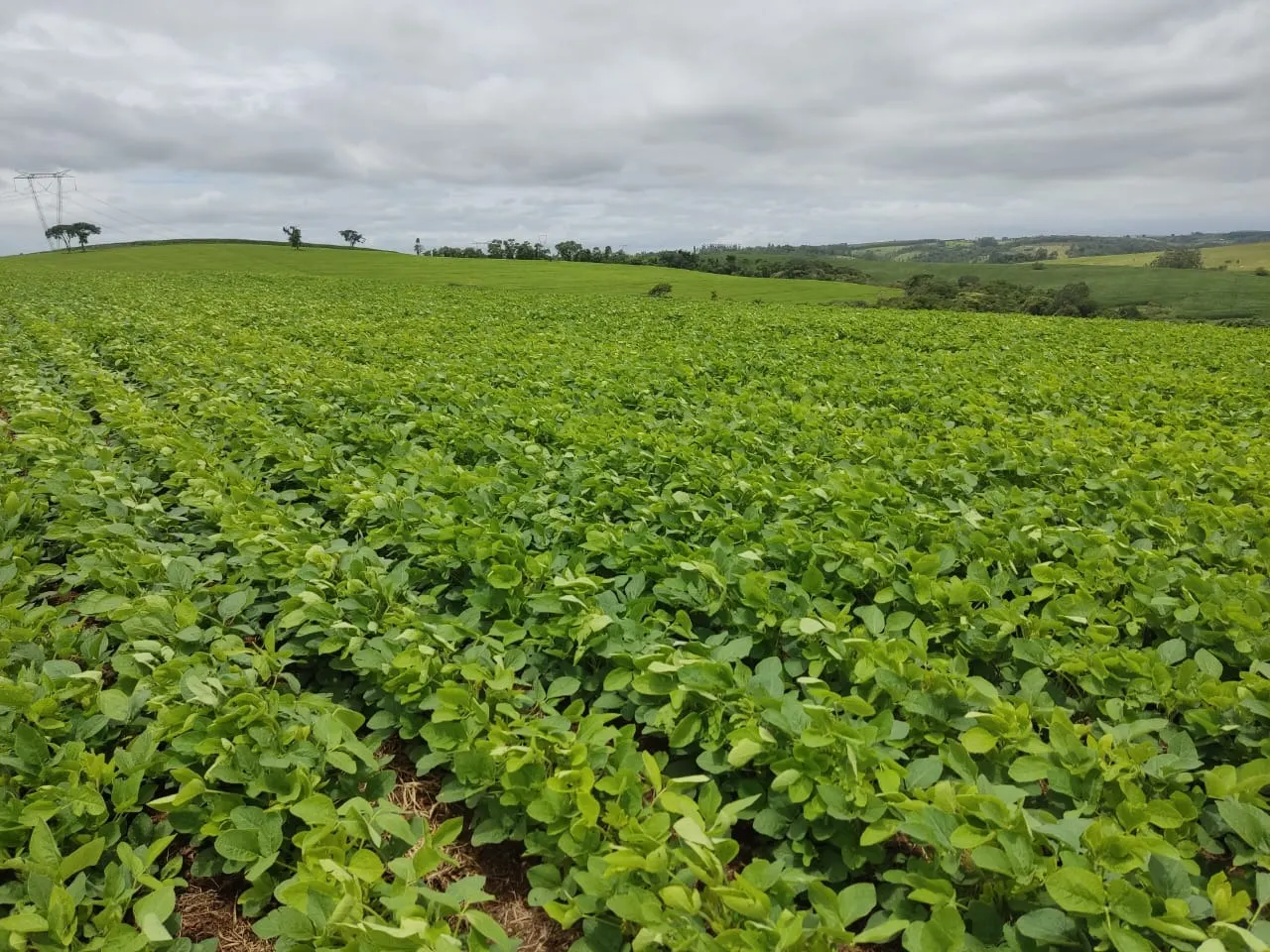 Sítio à venda de 48 ha em Pilar do Sul, SP, Brasil