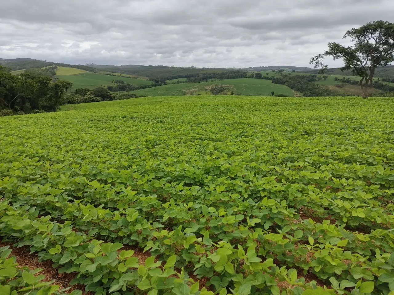 Sítio à venda de 48 ha em Pilar do Sul, SP, Brasil