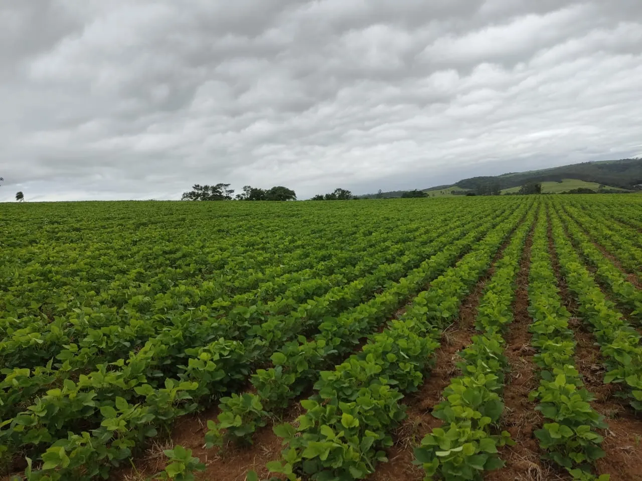 Sítio à venda de 48 ha em Pilar do Sul, SP, Brasil