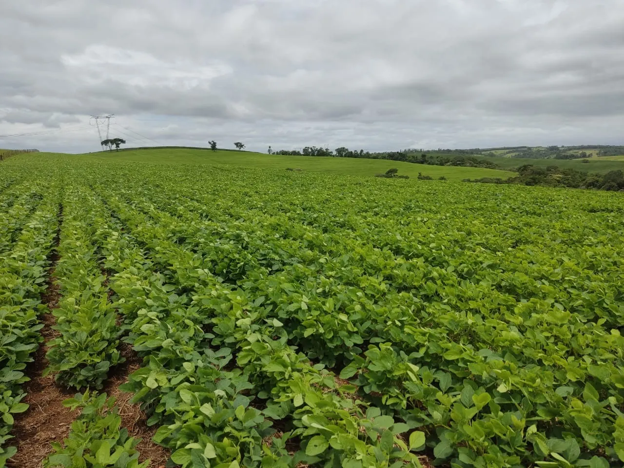 Sítio à venda de 48 ha em Pilar do Sul, SP, Brasil
