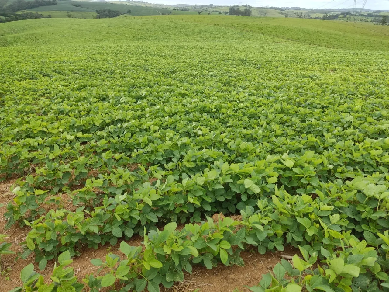 Sítio à venda de 48 ha em Pilar do Sul, SP, Brasil
