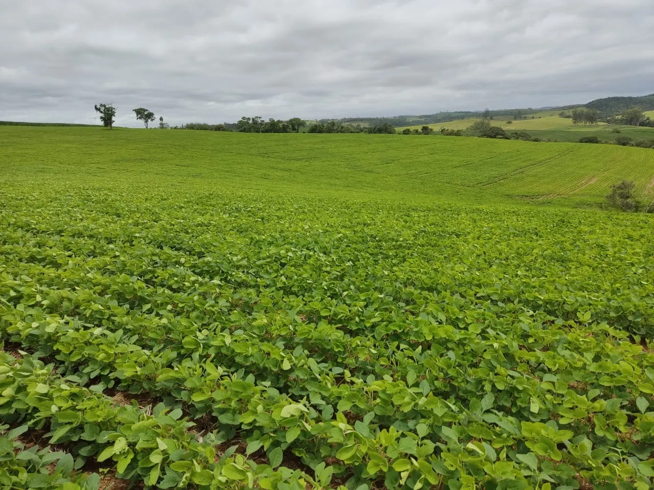 Sítio à venda de 48 ha em Pilar do Sul, SP, Brasil