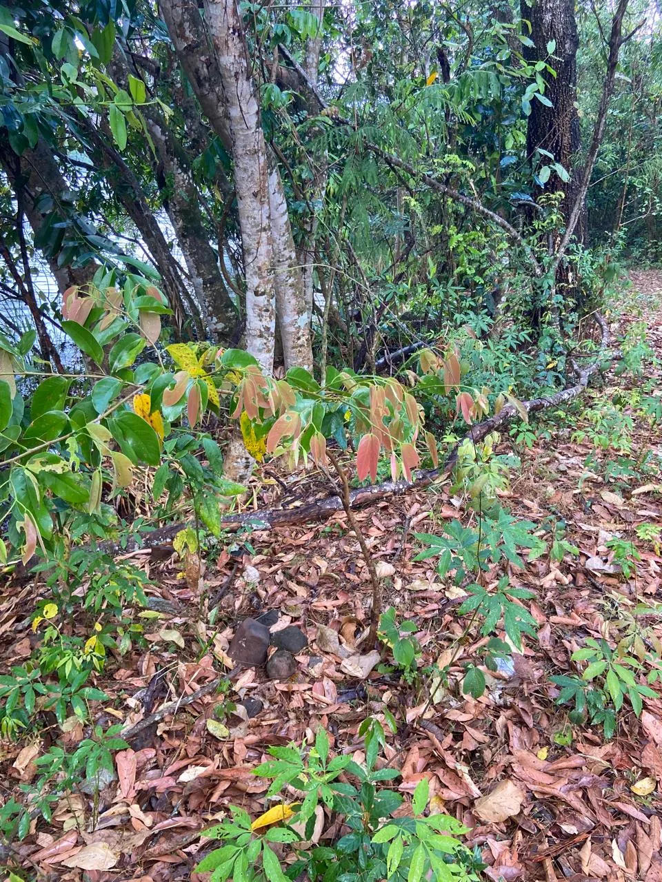 Chácara à venda de 4.628 m² em Araguari, MG, Brasil