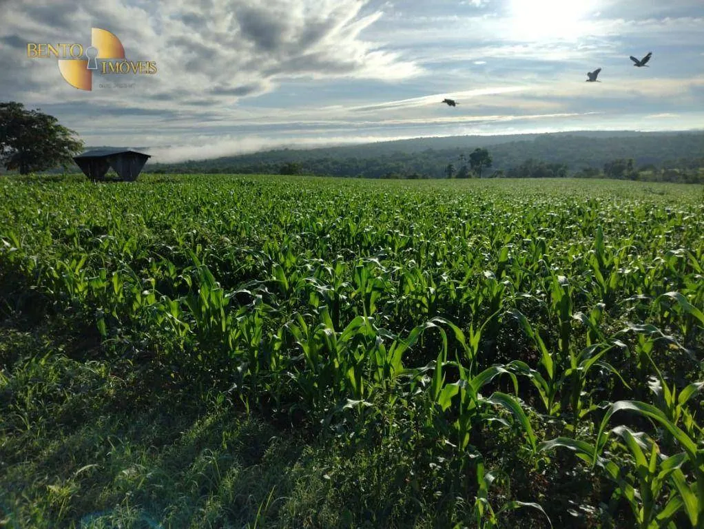 Fazenda à venda de 1.294 ha em Itiquira, MT, Brasil
