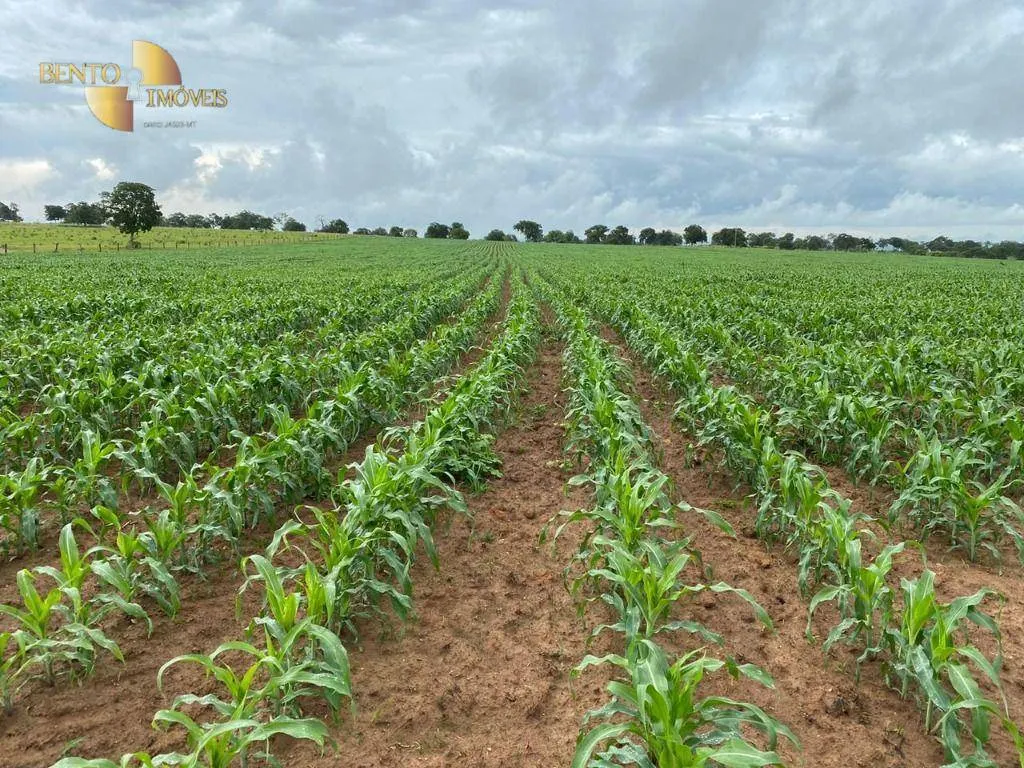 Fazenda à venda de 1.294 ha em Itiquira, MT, Brasil