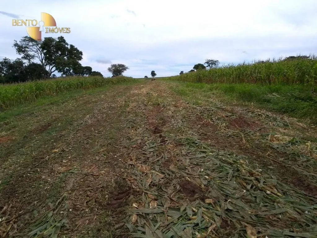 Fazenda à venda de 1.294 ha em Itiquira, MT, Brasil
