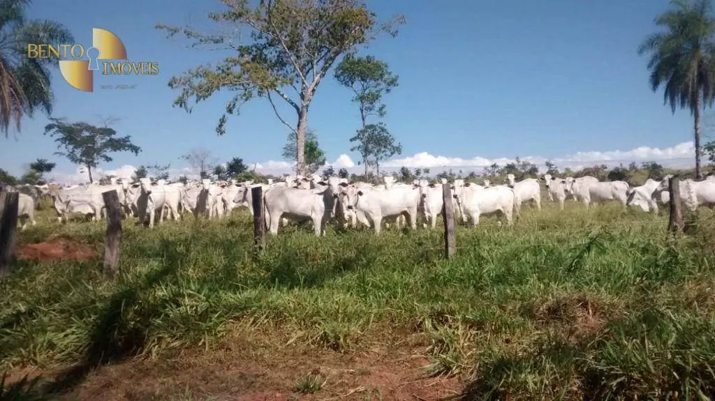 Fazenda à venda de 1.294 ha em Itiquira, MT, Brasil