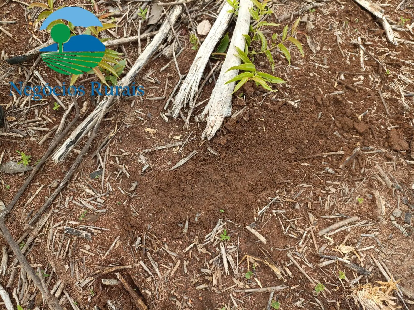 Farm for sale of 1,554 acres in Jaú do Tocantins, TO, Brazil