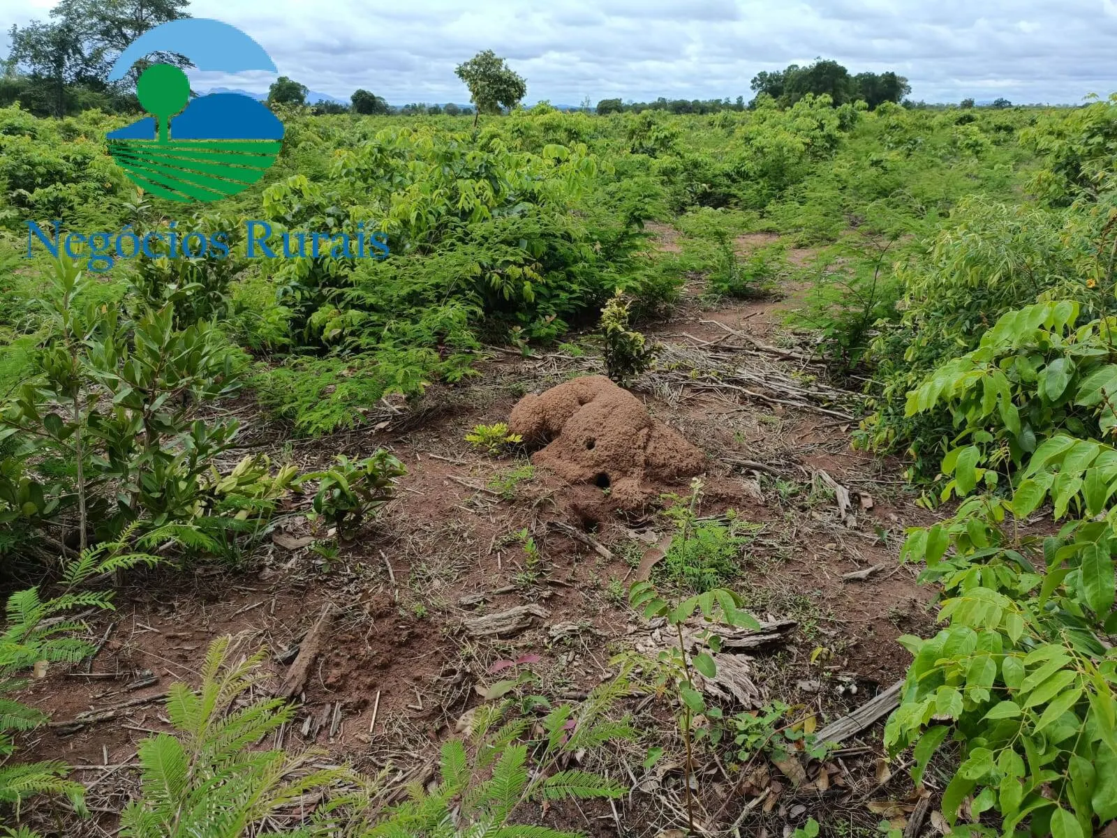 Farm for sale of 1,554 acres in Jaú do Tocantins, TO, Brazil