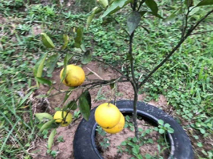Sítio à venda de 2 ha em Santo Antônio da Patrulha, RS, Brasil