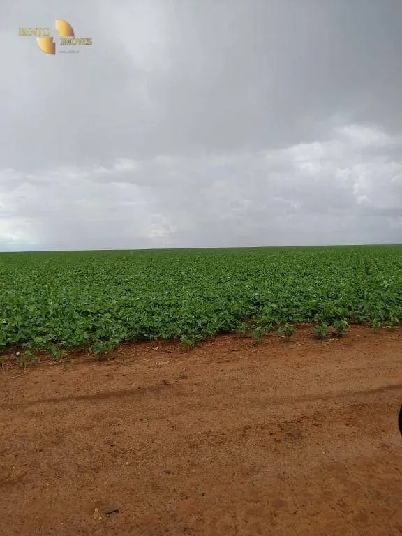 Fazenda à venda de 1.250 ha em Diamantino, MT, Brasil