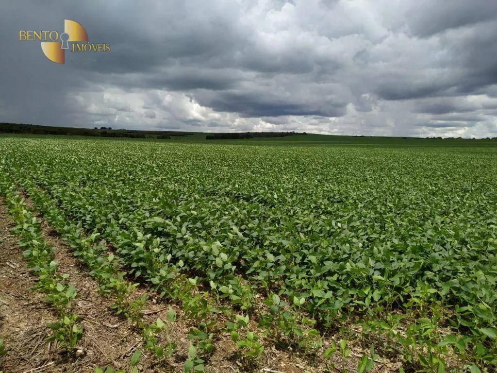 Fazenda à venda de 1.250 ha em Diamantino, MT, Brasil