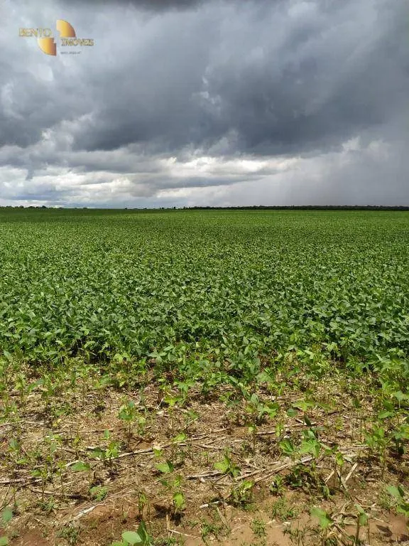 Fazenda à venda de 1.250 ha em Diamantino, MT, Brasil