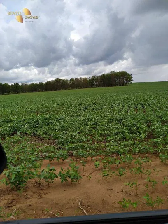 Fazenda à venda de 1.250 ha em Diamantino, MT, Brasil