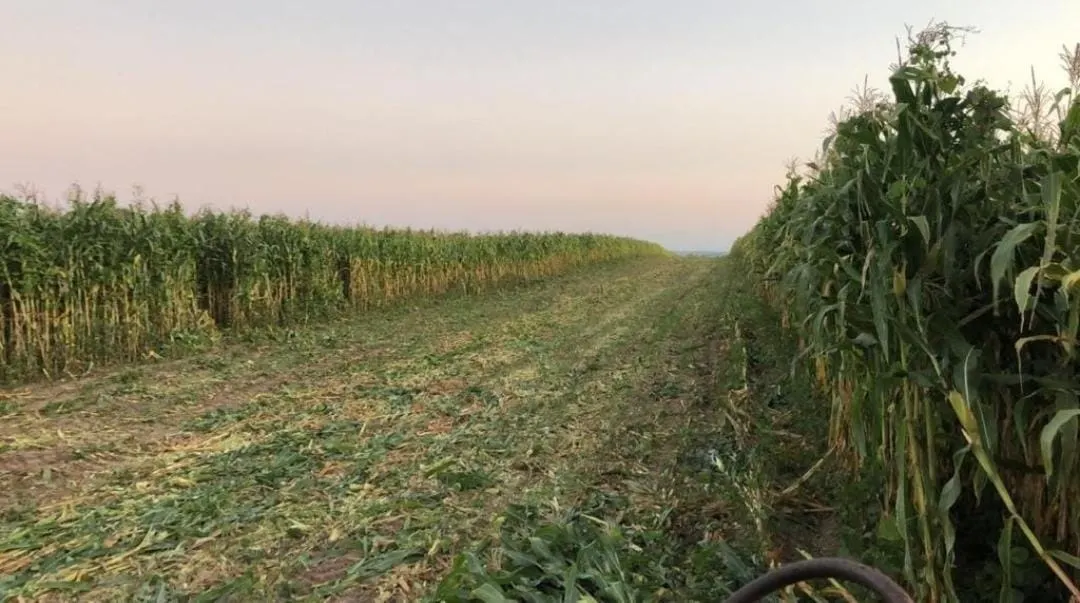 Fazenda à venda de 211 ha em Alambari, SP, Brasil