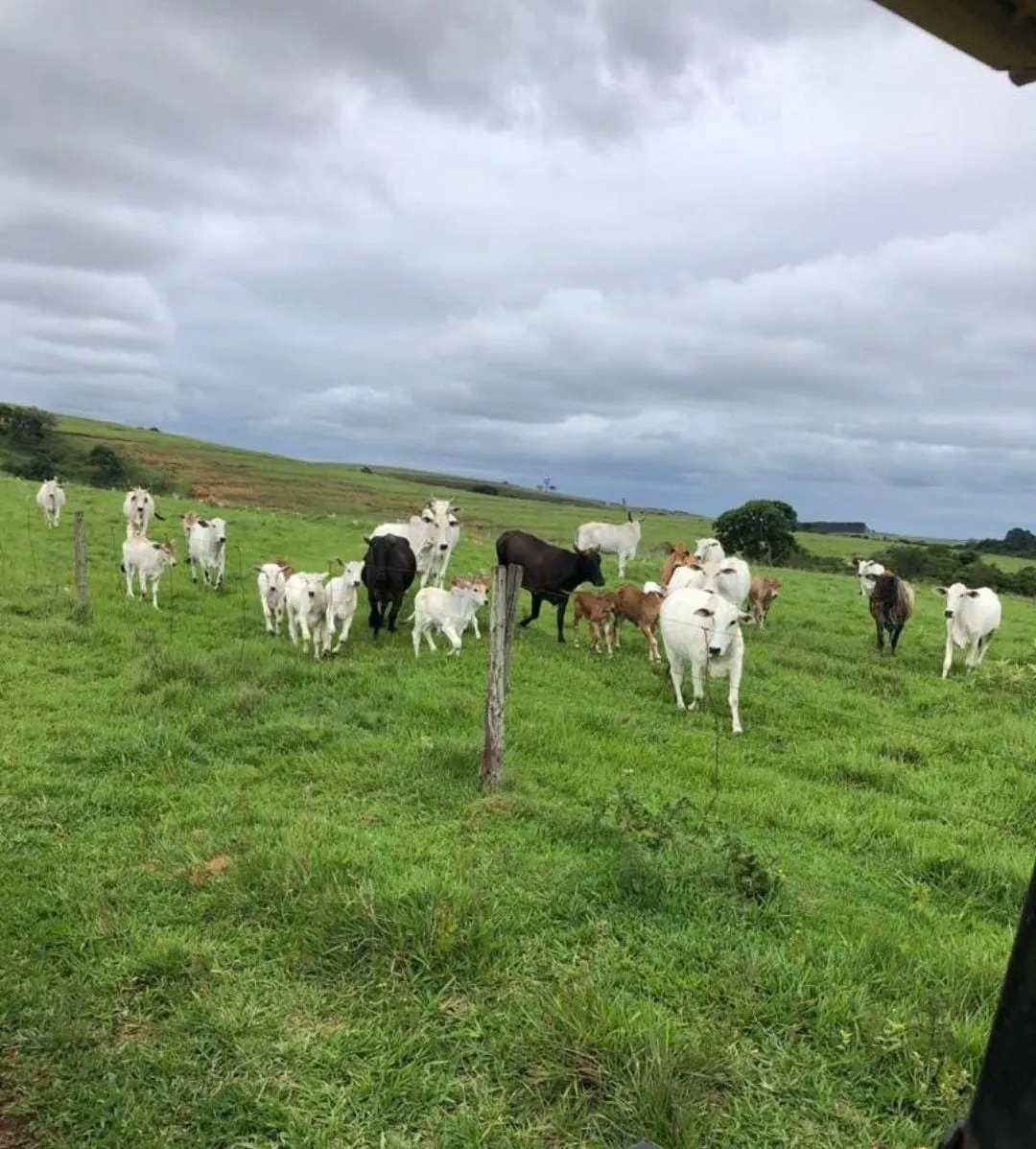 Fazenda à venda de 211 ha em Alambari, SP, Brasil