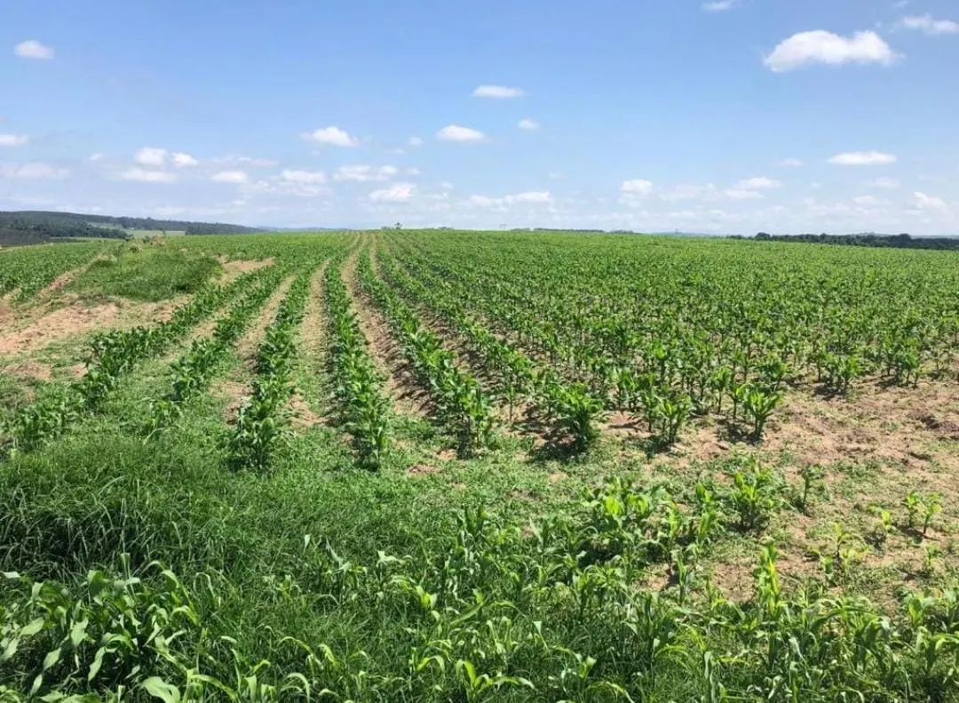 Fazenda à venda de 211 ha em Alambari, SP, Brasil