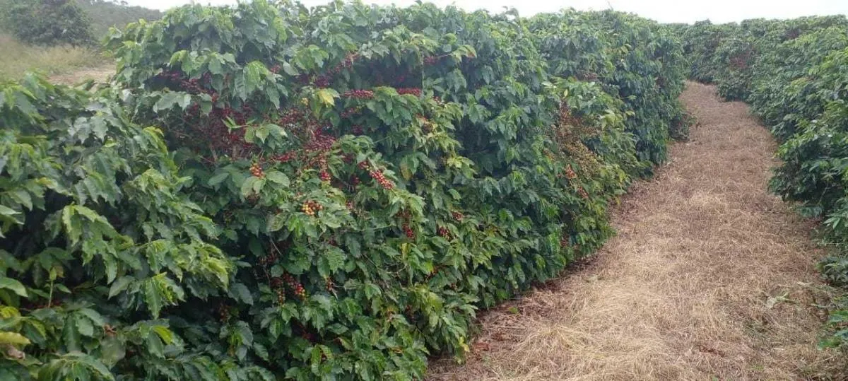Fazenda à venda de 2.080 ha em Caconde, SP, Brasil