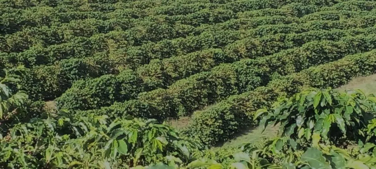 Fazenda à venda de 2.080 ha em Caconde, SP, Brasil