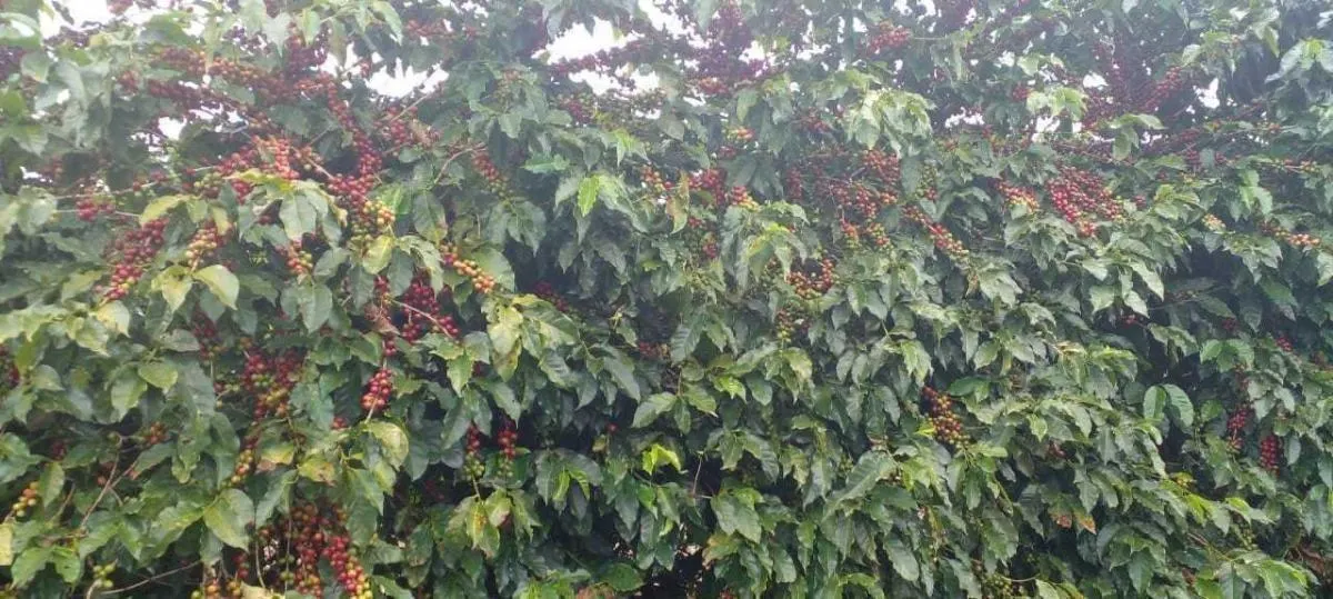 Fazenda à venda de 2.080 ha em Caconde, SP, Brasil