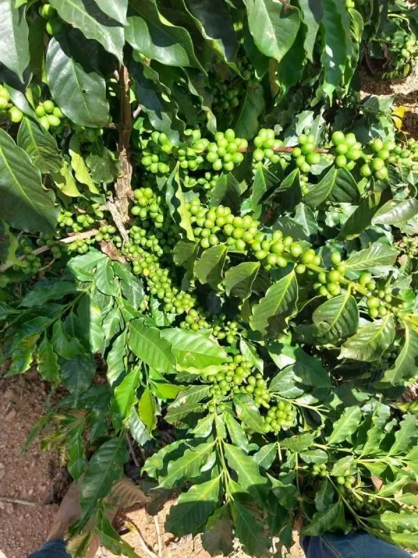 Fazenda à venda de 2.080 ha em Caconde, SP, Brasil