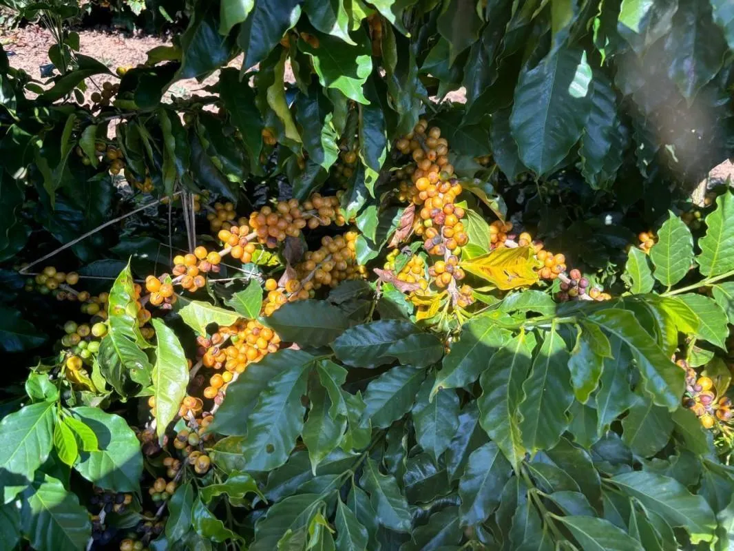 Fazenda à venda de 2.080 ha em Caconde, SP, Brasil