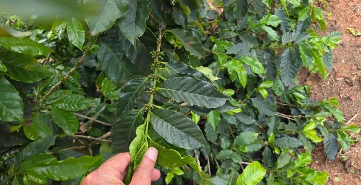 Fazenda à venda de 2.080 ha em Caconde, SP, Brasil