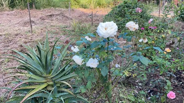 Country home for sale of 2,900 m² in Caraá, RS, Brazil