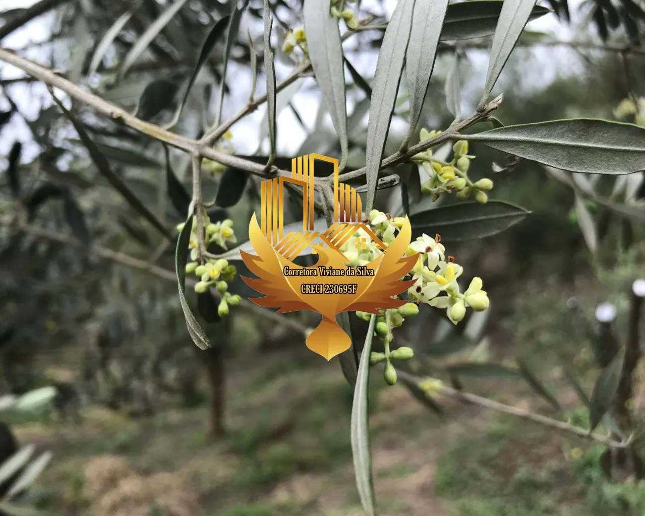 Sítio à venda de 20 ha em Lorena, SP, Brasil