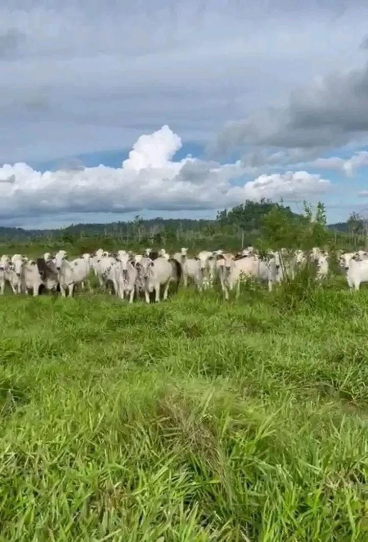 Farm for sale of 726 acres in Registro, SP, Brazil