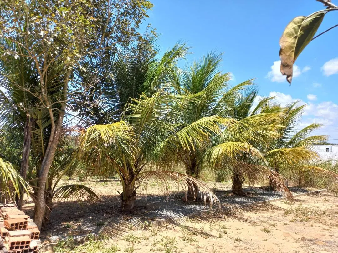 Terreno à venda de 350 m² em Tianguá, CE, Brasil