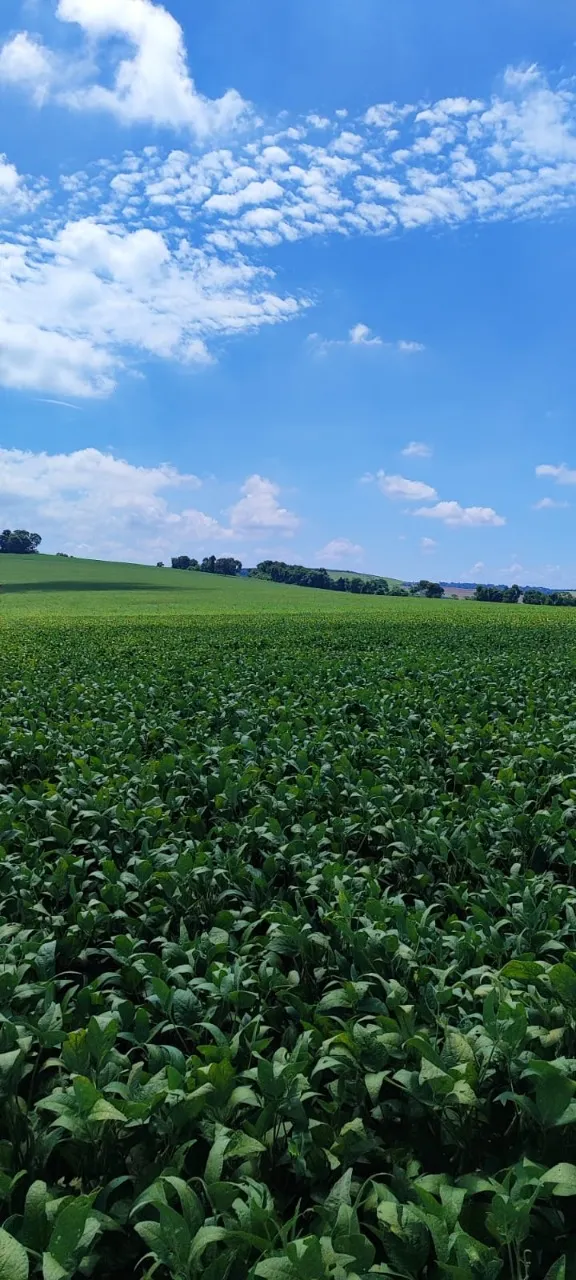 Fazenda à venda de 496 ha em Paranapanema, SP, Brasil