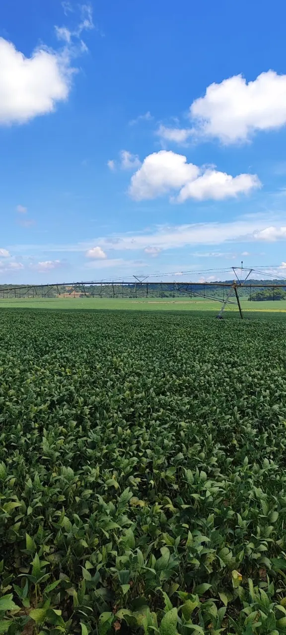 Fazenda à venda de 496 ha em Paranapanema, SP, Brasil