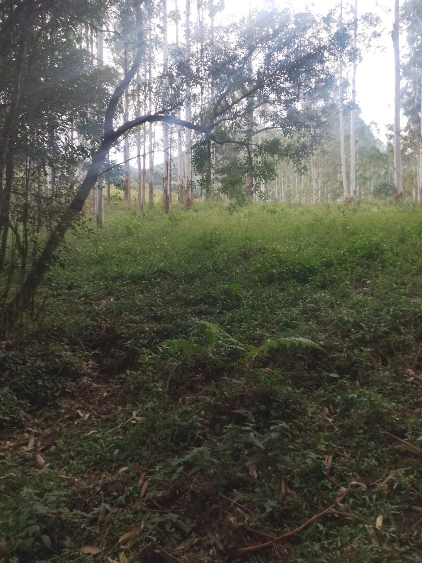 Terreno à venda de 2 ha em Bocaina de Minas, MG, Brasil