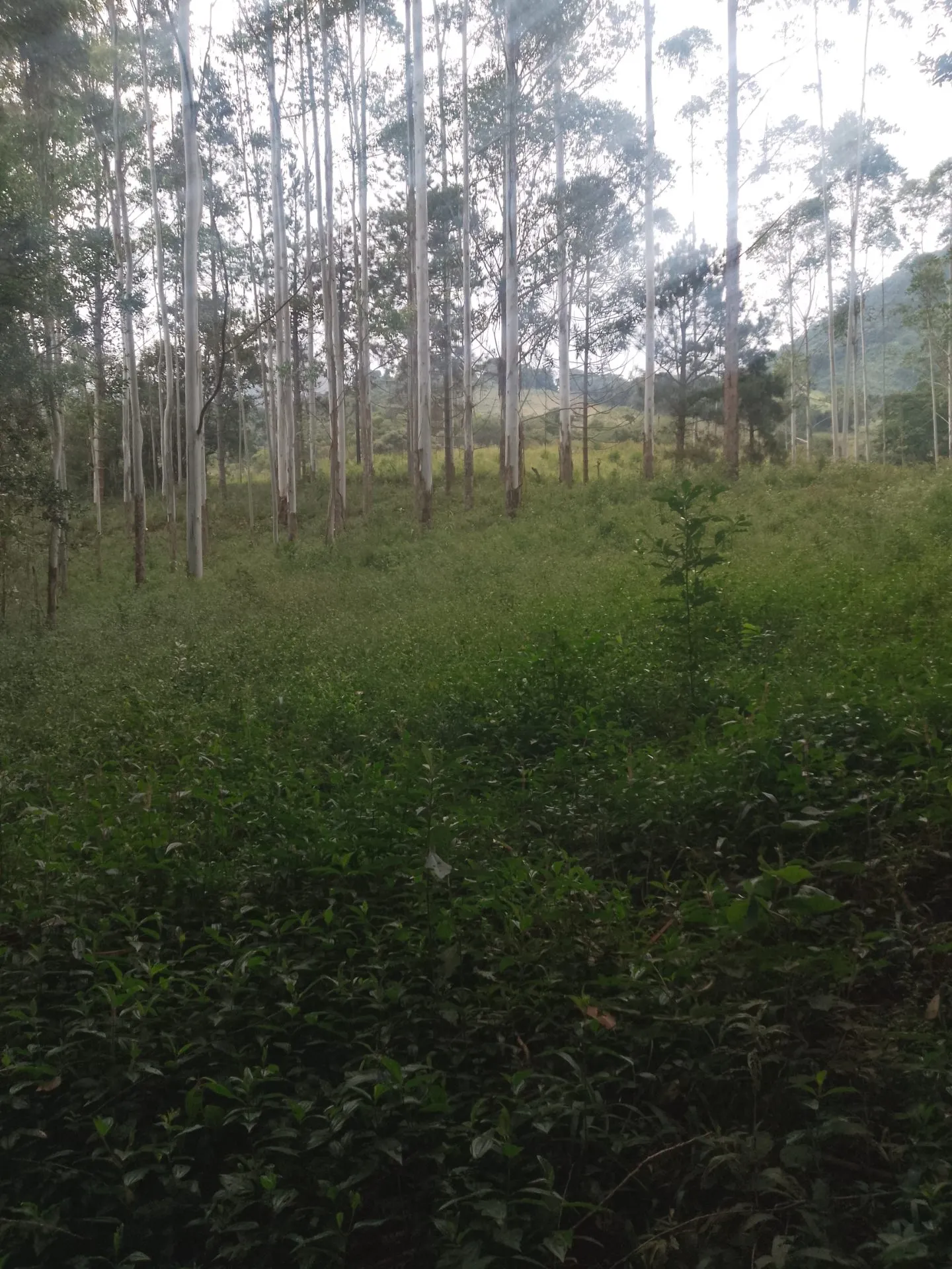 Terreno à venda de 2 ha em Bocaina de Minas, MG, Brasil