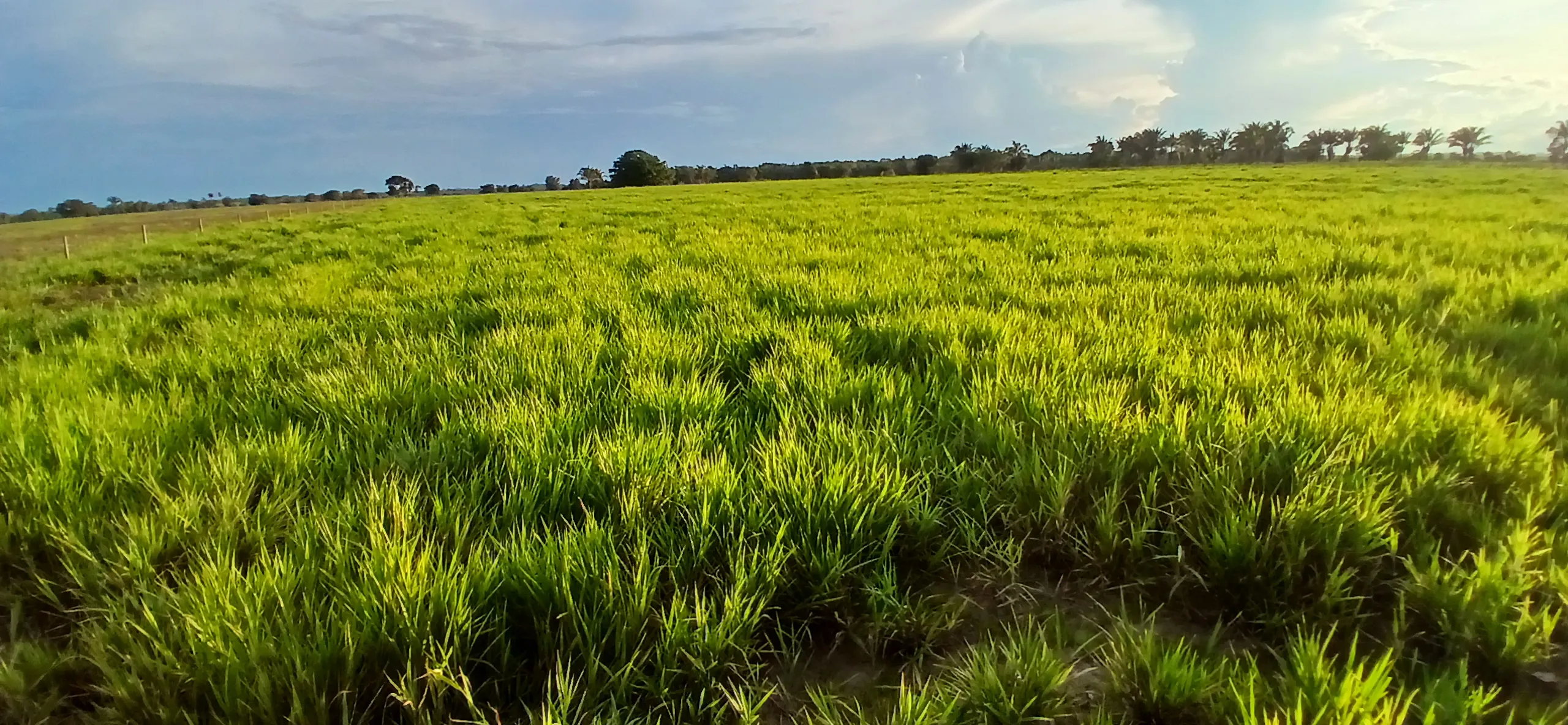 Fazenda à venda de 290 ha em Conceição do Araguaia, PA, Brasil