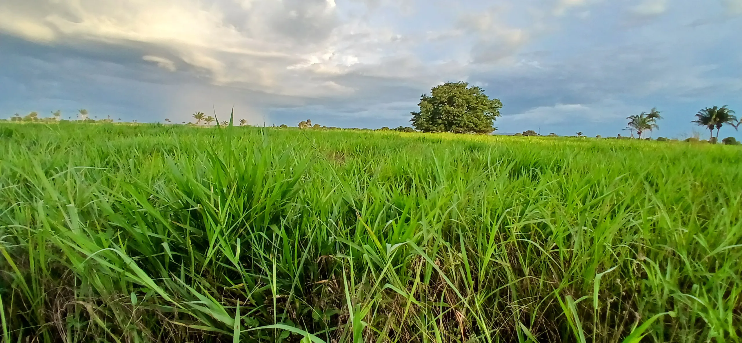 Fazenda à venda de 290 ha em Conceição do Araguaia, PA, Brasil