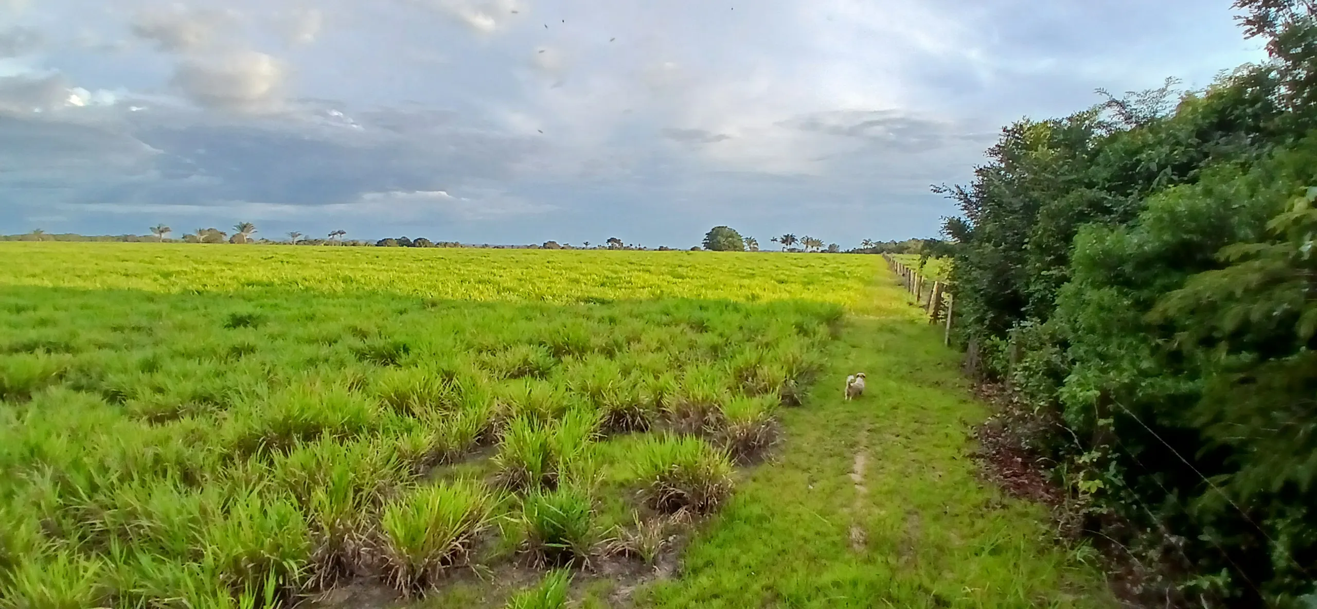 Fazenda à venda de 290 ha em Conceição do Araguaia, PA, Brasil