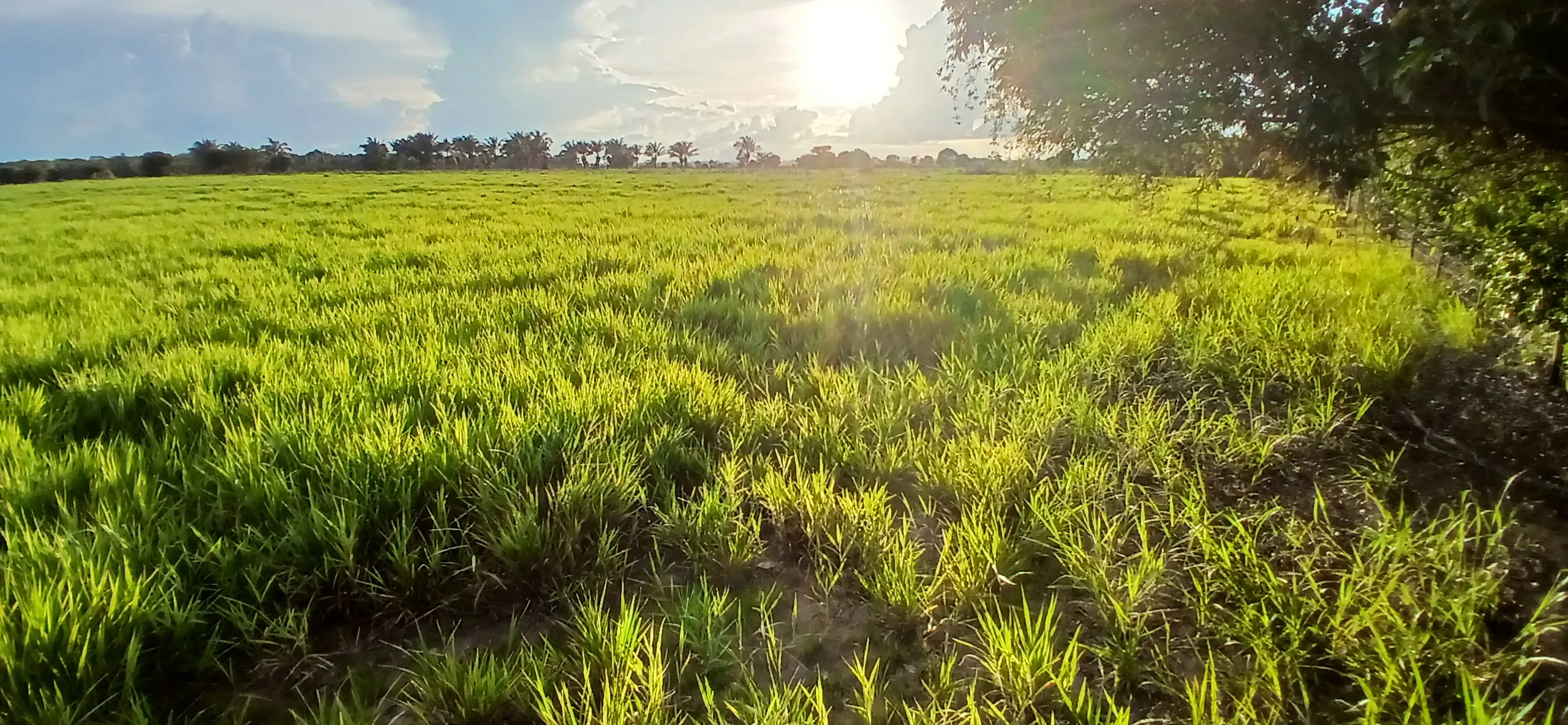 Fazenda à venda de 290 ha em Conceição do Araguaia, PA, Brasil