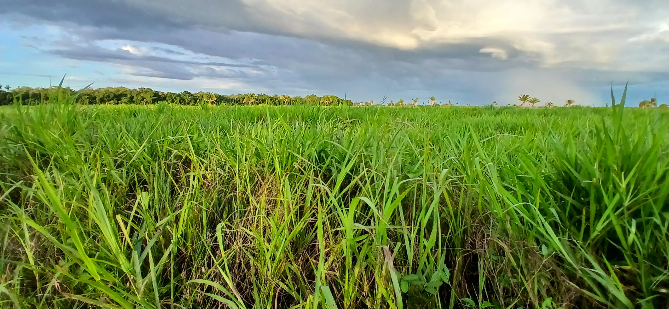 Fazenda à venda de 290 ha em Conceição do Araguaia, PA, Brasil