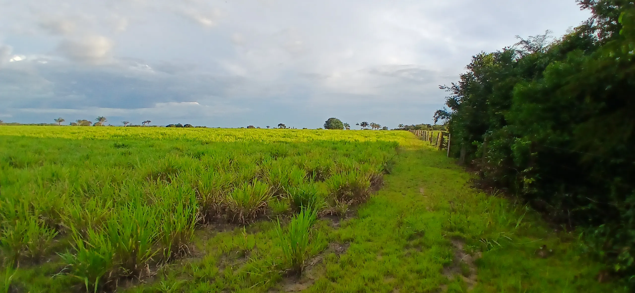Fazenda à venda de 290 ha em Conceição do Araguaia, PA, Brasil