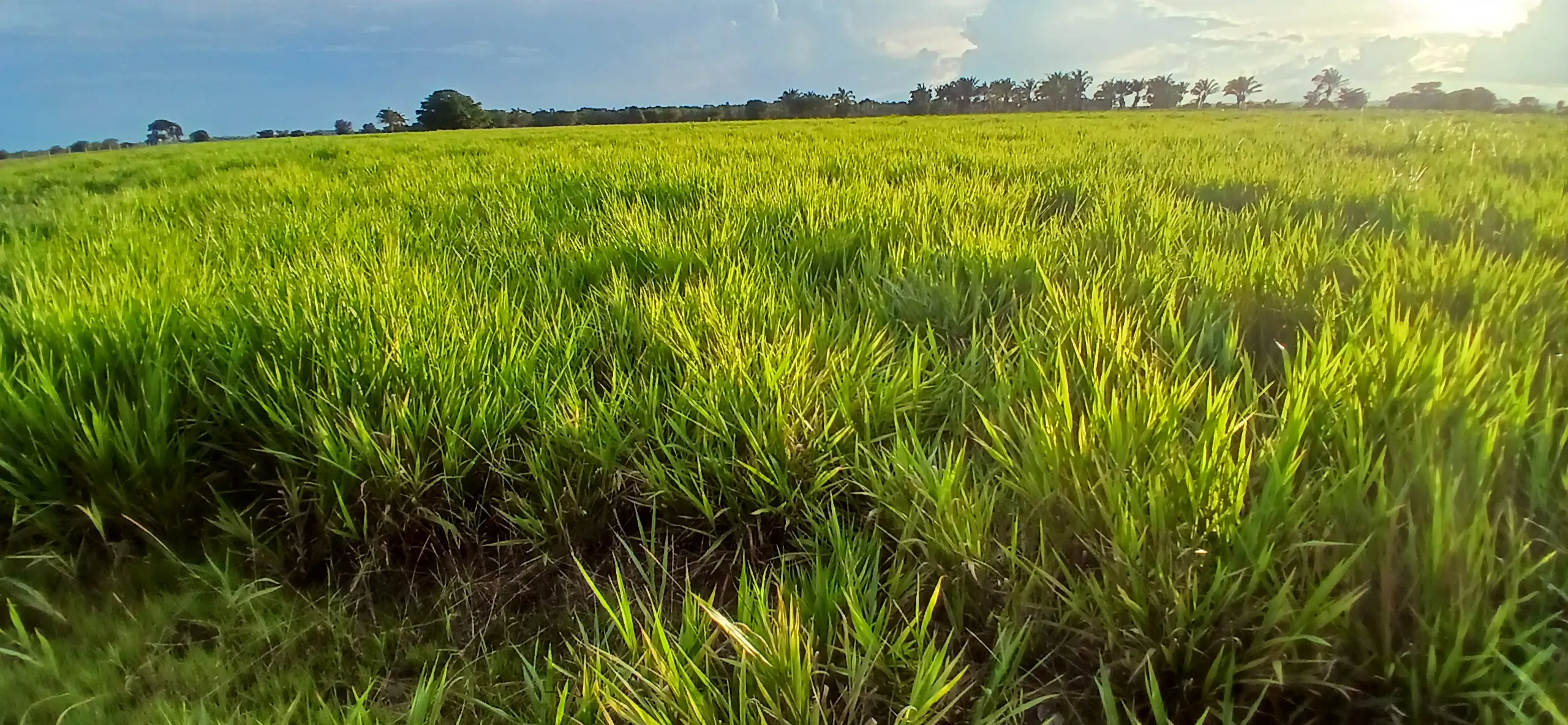Fazenda à venda de 290 ha em Conceição do Araguaia, PA, Brasil