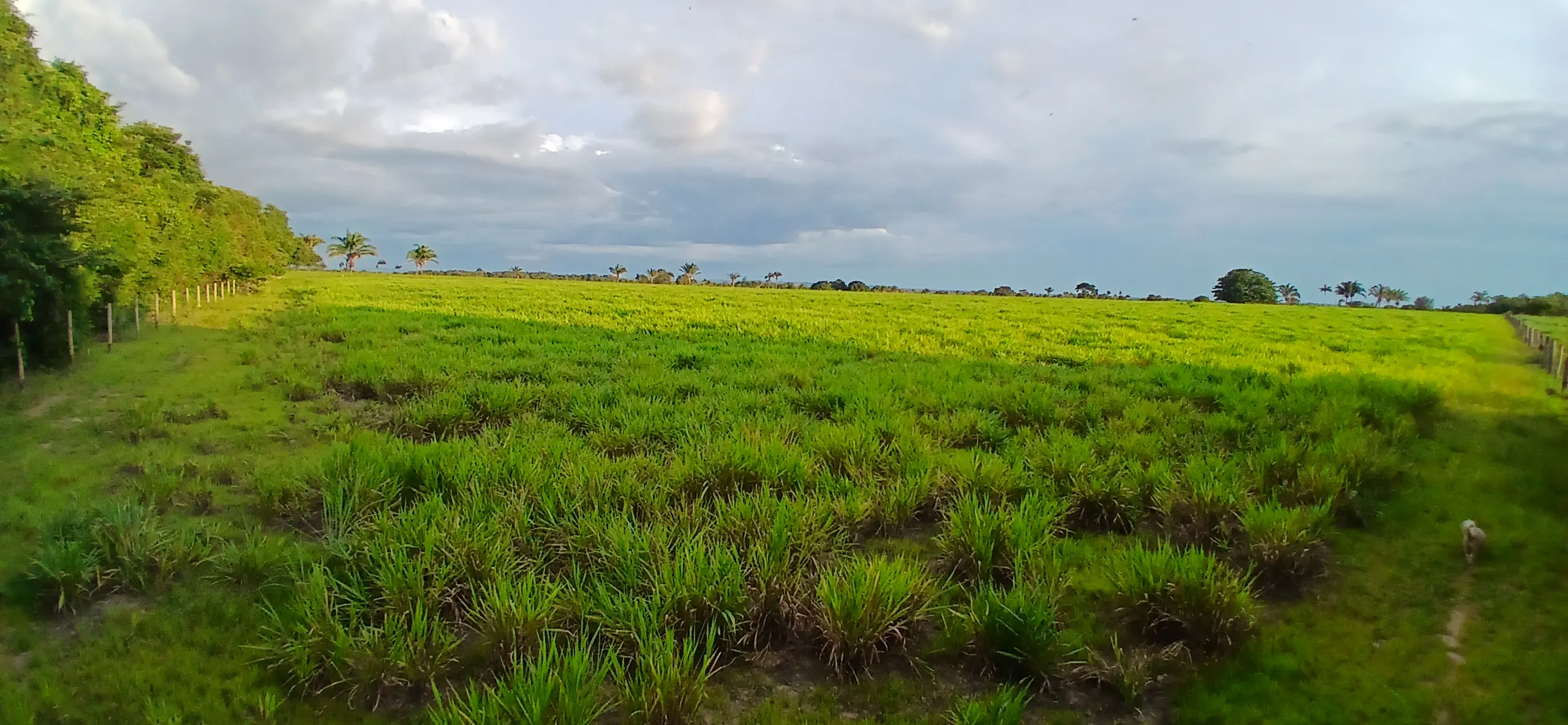 Fazenda à venda de 290 ha em Conceição do Araguaia, PA, Brasil