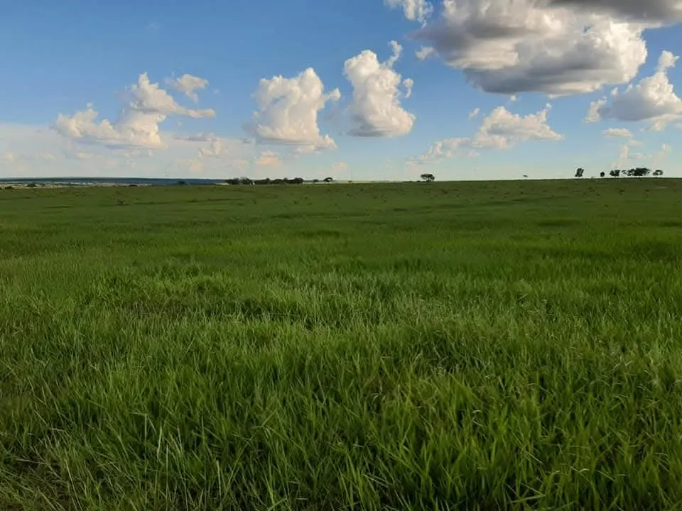 Fazenda à venda de 1.452 ha em Paraíso das Águas, MS, Brasil
