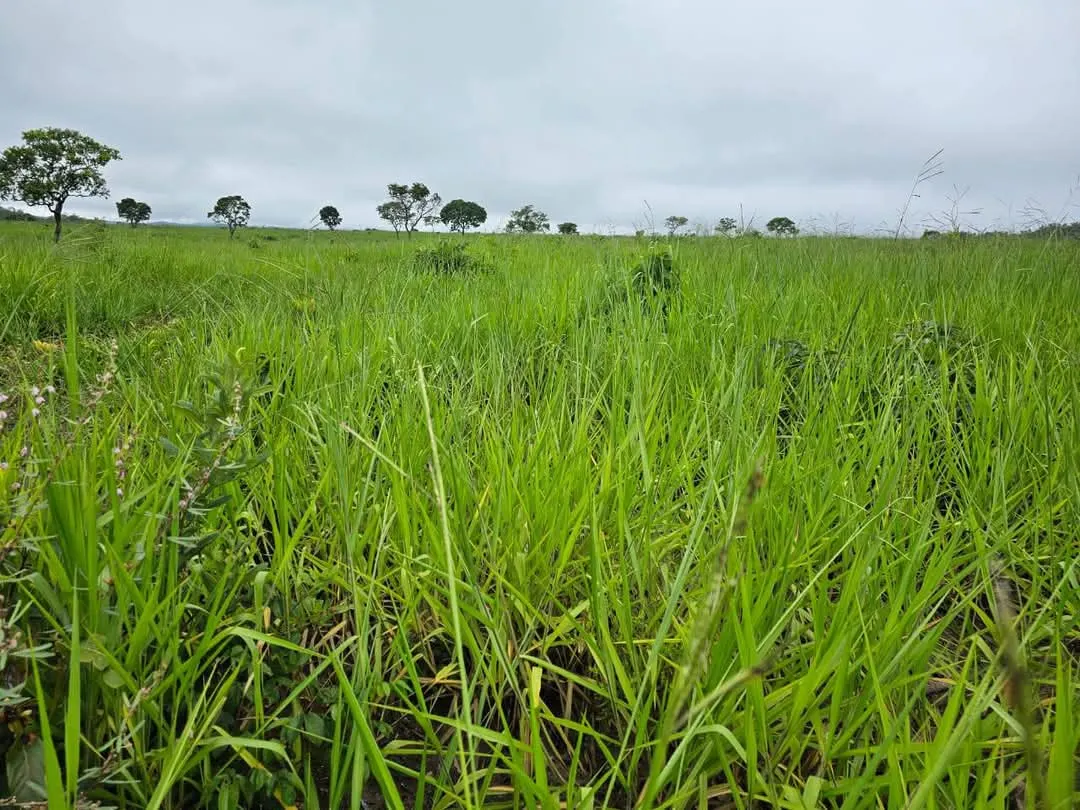 Fazenda à venda de 1.452 ha em Paraíso das Águas, MS, Brasil